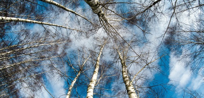 Um ano dedicado à «Laudato Si» Um ano dedicado à «Laudato Si»